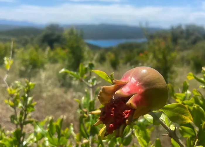 A Malgrana - Tente Insolite * Coti-Chiavari (Corsica)
