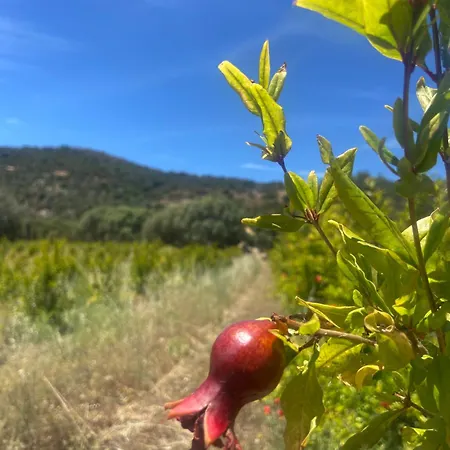 A Malgrana - Tente Insolite * Coti-Chiavari (Corsica)
