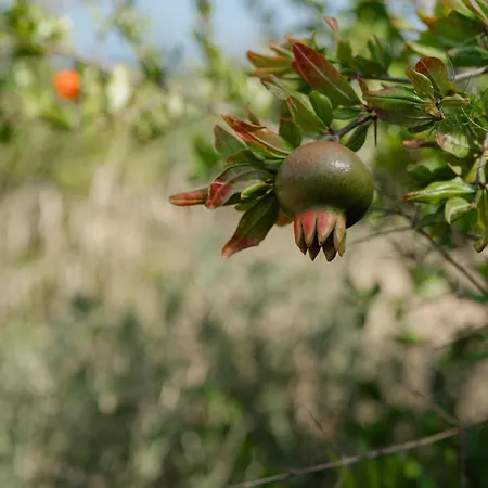 A Malgrana - Tente Insolite * Coti-Chiavari (Corsica)