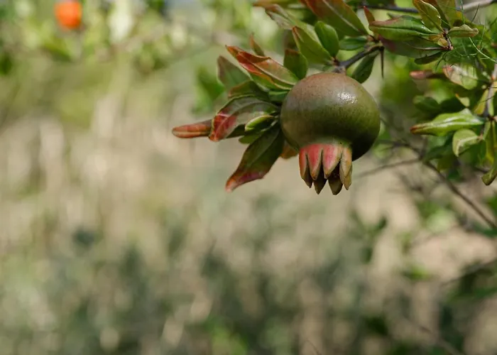 A Malgrana - Tente Insolite * Coti-Chiavari (Corsica)